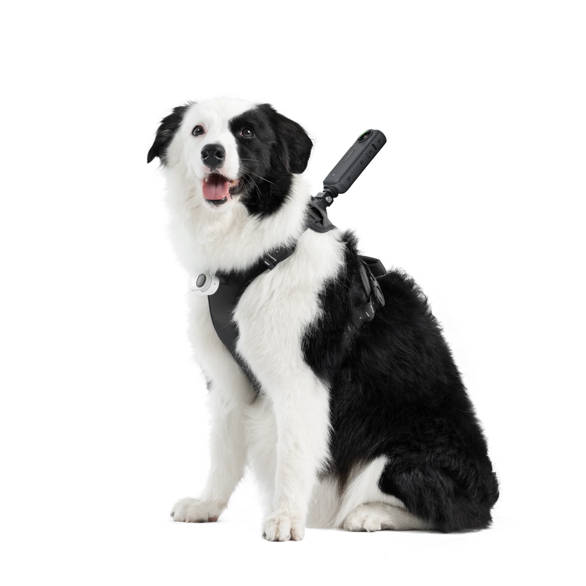 Pet Harness Mount Size L
